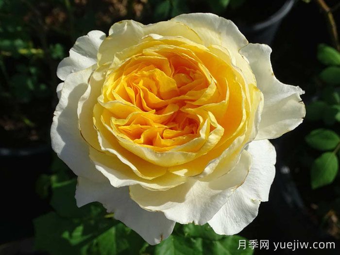 100种玫瑰品种科普(图9)