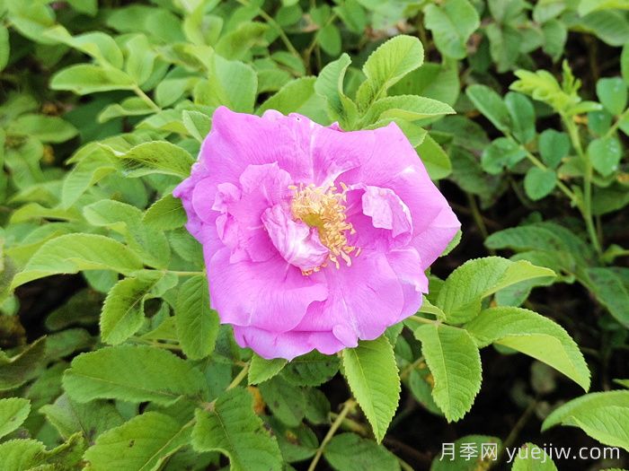 玫瑰，爱与芬芳的象征(图3)