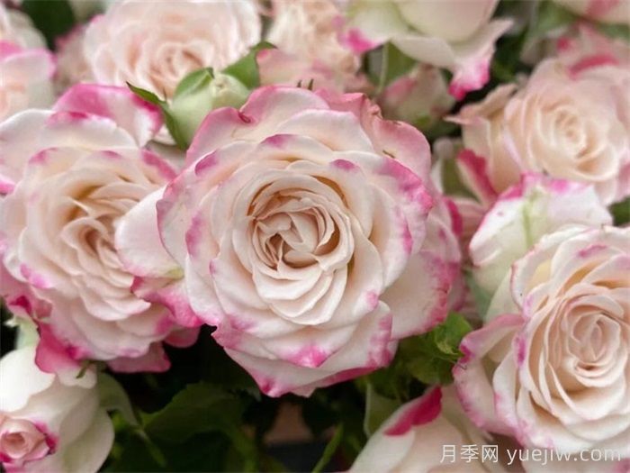 精选热门玫瑰品种，你喜欢哪个？(图8)