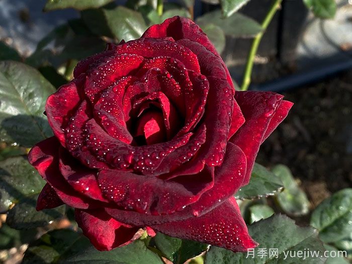 10款纯正红色月季，美得像火一样(图2)