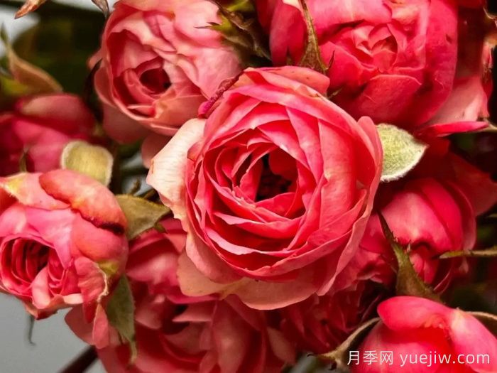 非常耐寒的5个月季品种，0度以上也能开花(图4)