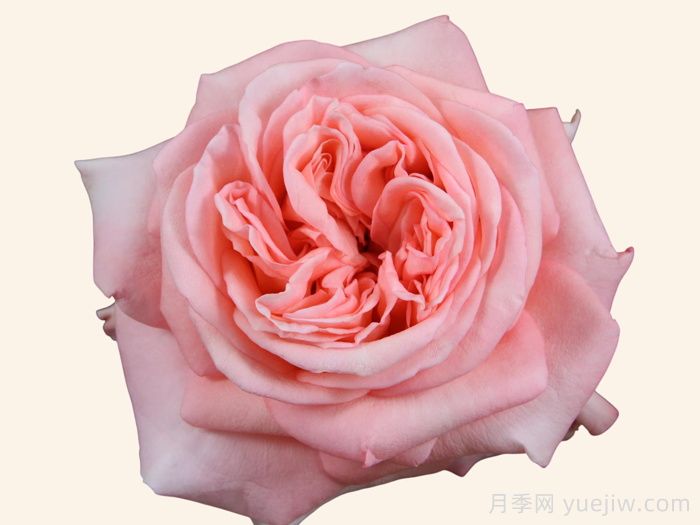 10款让人一眼心动的粉色系奥斯汀花型月季(图1)