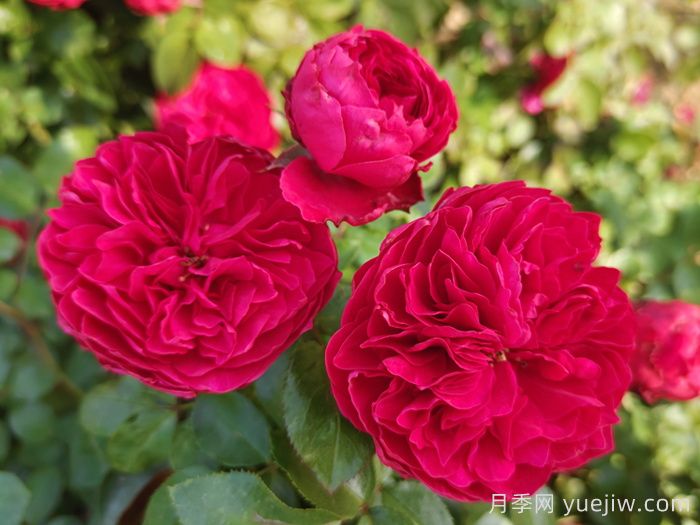 欧月的养护要点(图1)