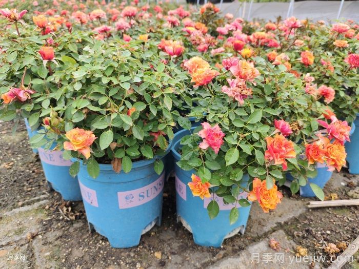 欧月的养护要点(图2)