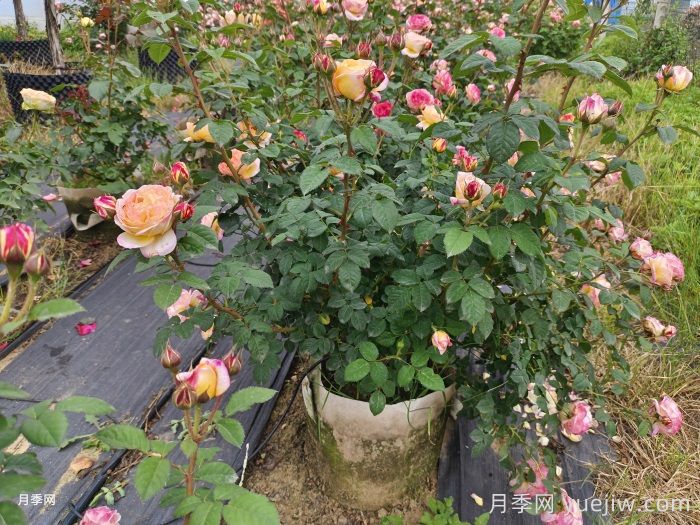月季在十月份的管护技术(图1)