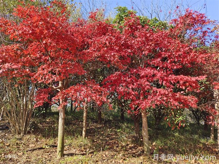 势如破竹的彩色树种(图2)