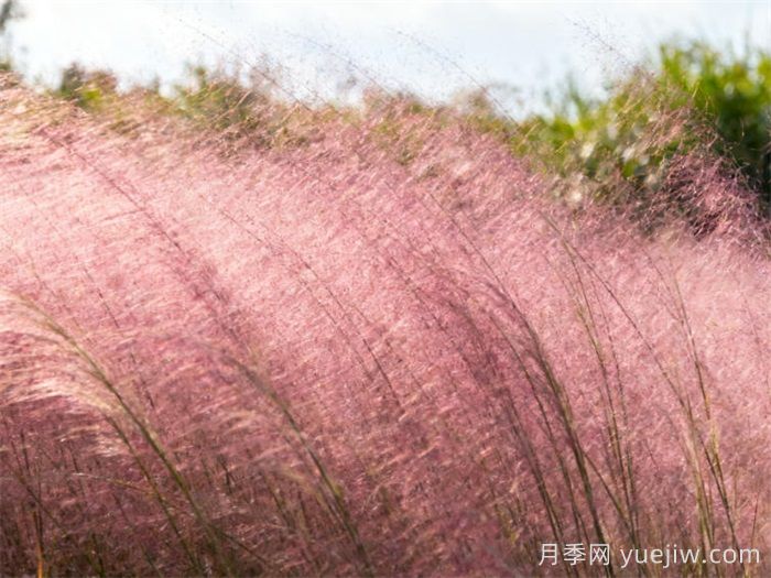 观赏草主要品种介绍(图2)