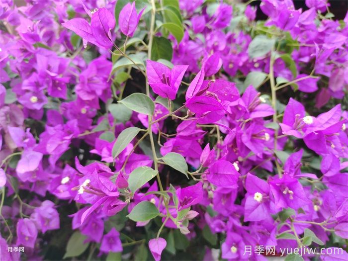 适合秋天养的6种花，好养又漂亮(图2)