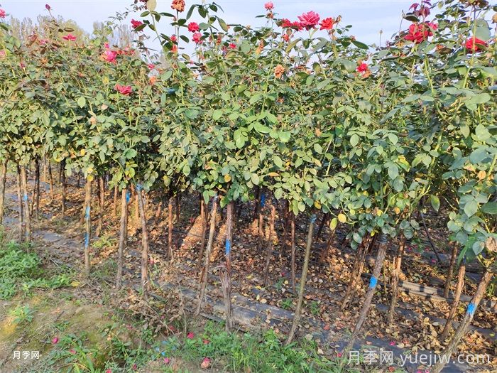 苗木生长不良的七大原因分析(图1)