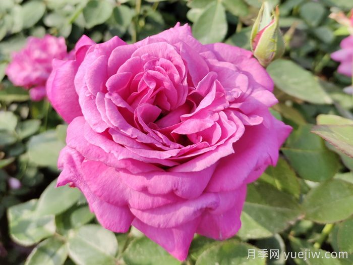 绿化工程常用大花月季品种大全(图6)
