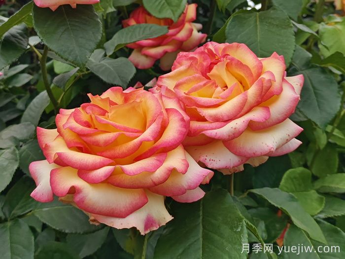 城市园林绿化工程常用的月季种类(图2)