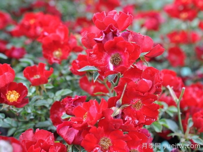 城市园林绿化工程常用的月季种类(图3)