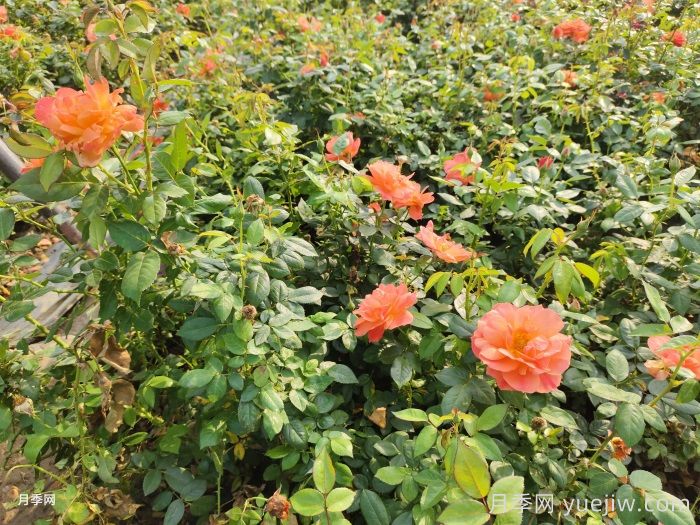 市政绿化月季的品种、特点、养护(图2)