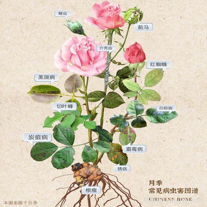 植物病害知识全解(图1)