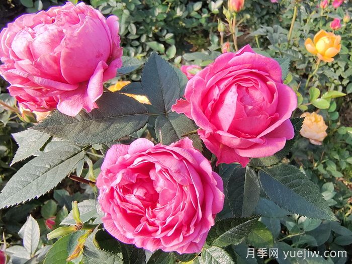 网购鲜花避坑的方法(图1)