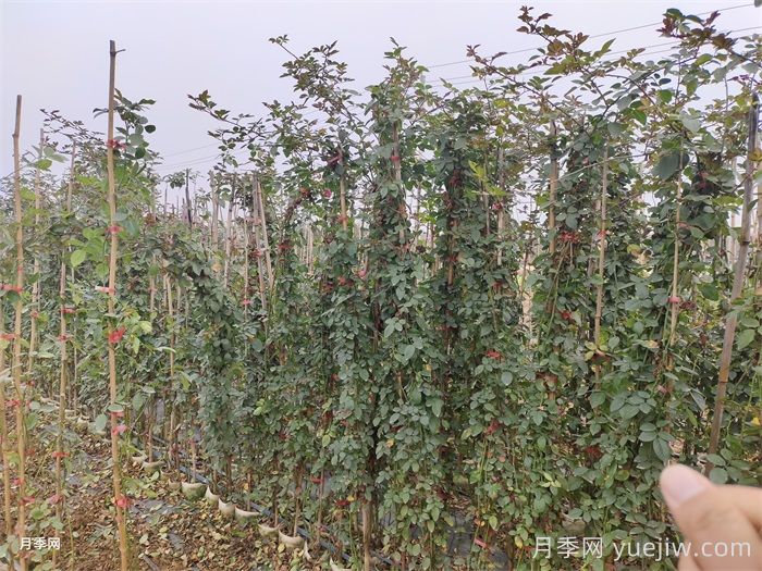 北方藤本月季，秋剪还是冬剪？弄对时间来年爆花(图2)