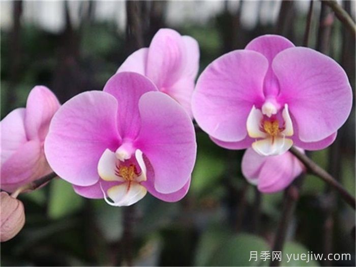 秋季兰花翻盆技术要点与养护规范(图1)