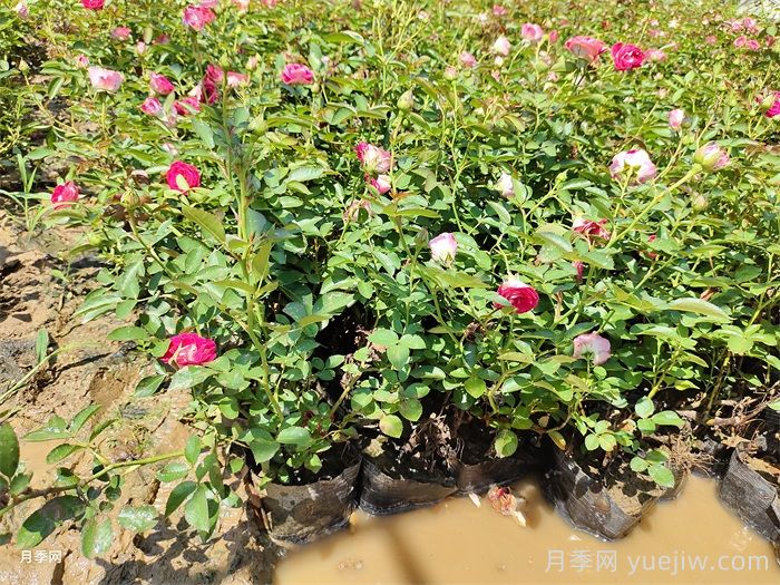 花卉苗木养护管理主要有几方面？(图1)