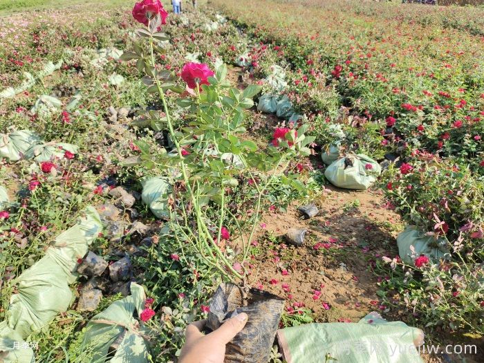 丰花月季小苗怎么养？(图1)
