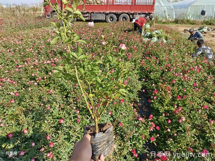月季苗种植后多久发芽？(图2)