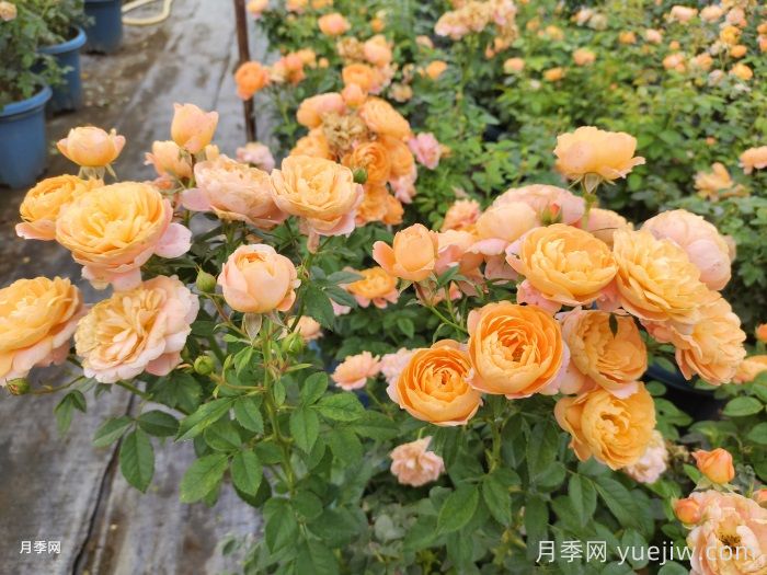 12款心头好阳台月季，每款都美到心坎(图1)