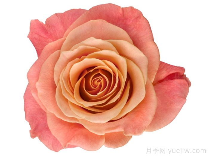 猪猪小姐月季，甜蜜风粉橙双色玫瑰(图2)