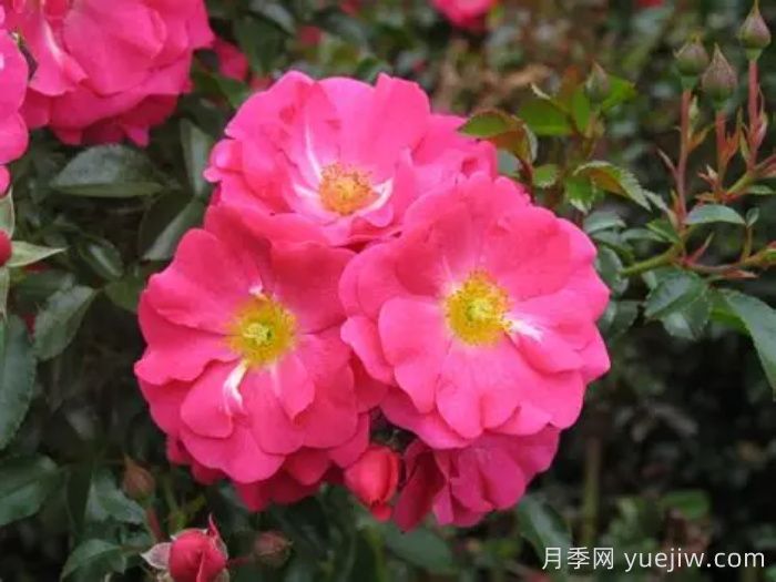 月季名人殿堂：世界上最受欢迎的19款月季品种(图18)