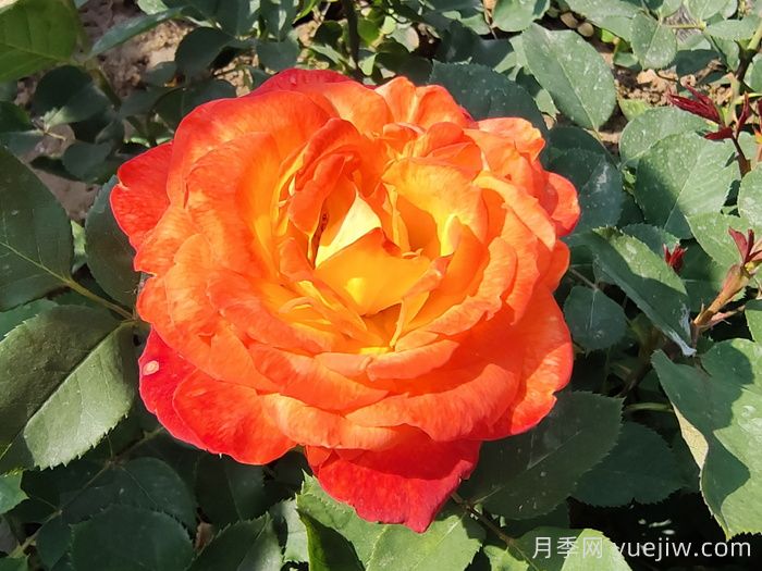 月季花的种植方法，月季花怎么养护？(图1)
