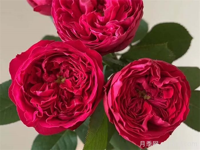 月季鲜切花的保鲜方法(图1)