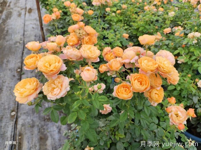 小月季花的养殖方法及图片，微月怎么养？(图2)