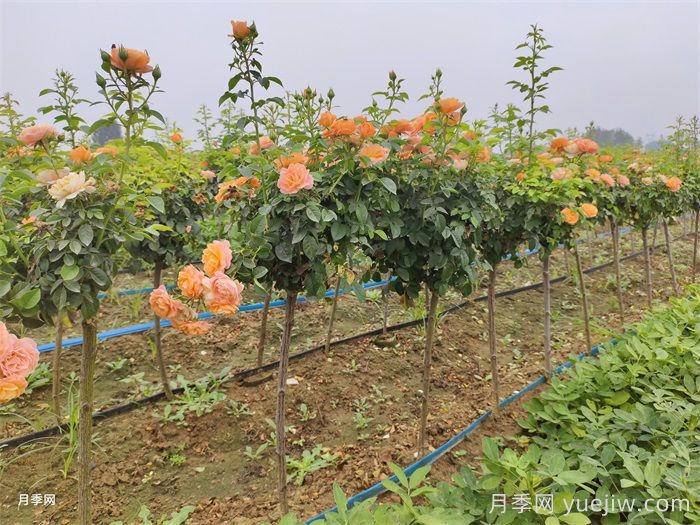 喜欢树状月季，普通月季也能养成棒棒糖(图2)