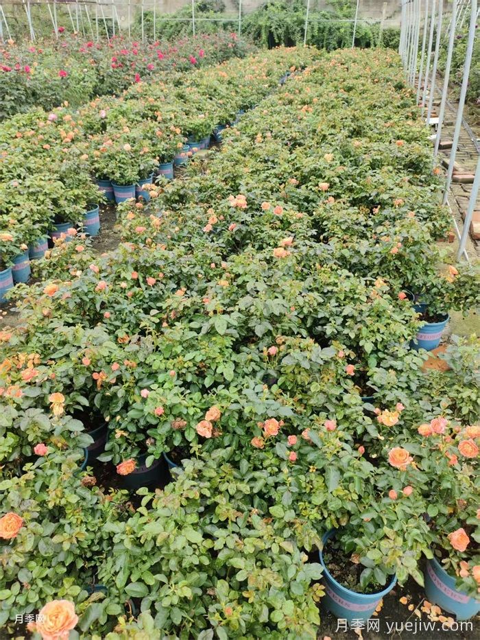 南阳连续阴雨一个月，对月季有什么影响？(图3)