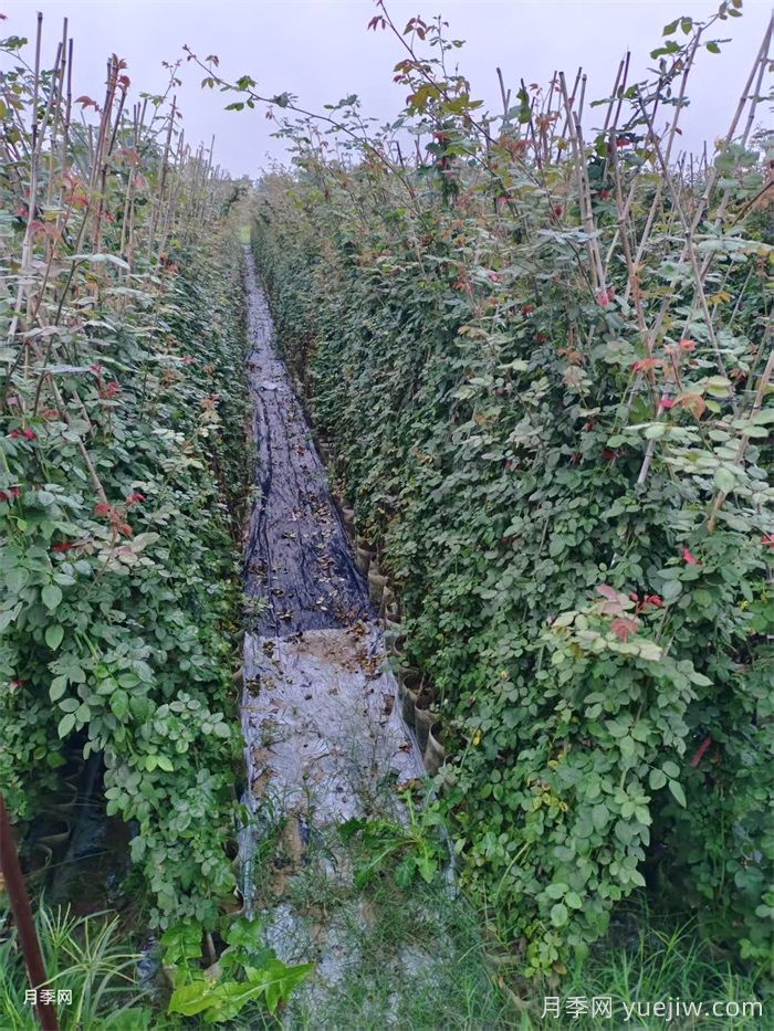 南阳连续阴雨一个月，对月季有什么影响？(图2)