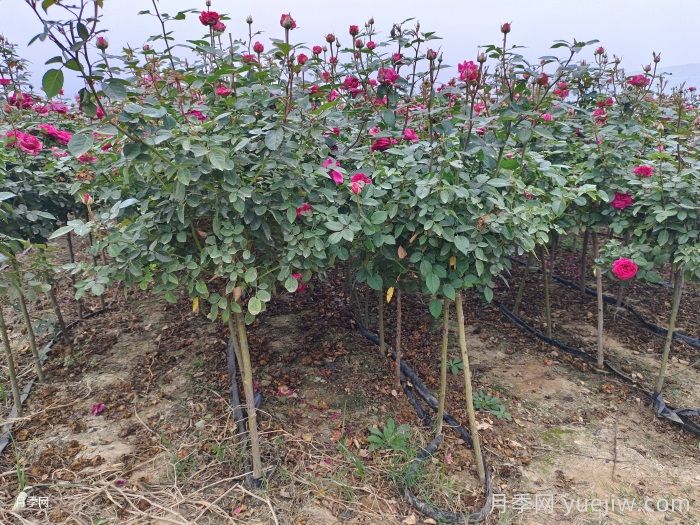 月季施肥技术管理(图3)