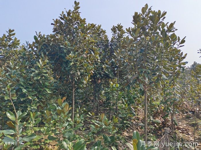 南召云阳镇：打造辛夷之乡和玉兰之乡(图2)