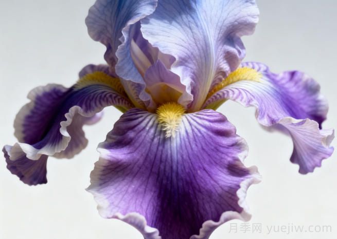 鸢尾花有哪几种？如何种好鸢尾花？(图1)