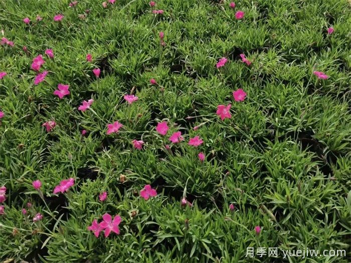 20种花境植物，提高花园逼格(图1)