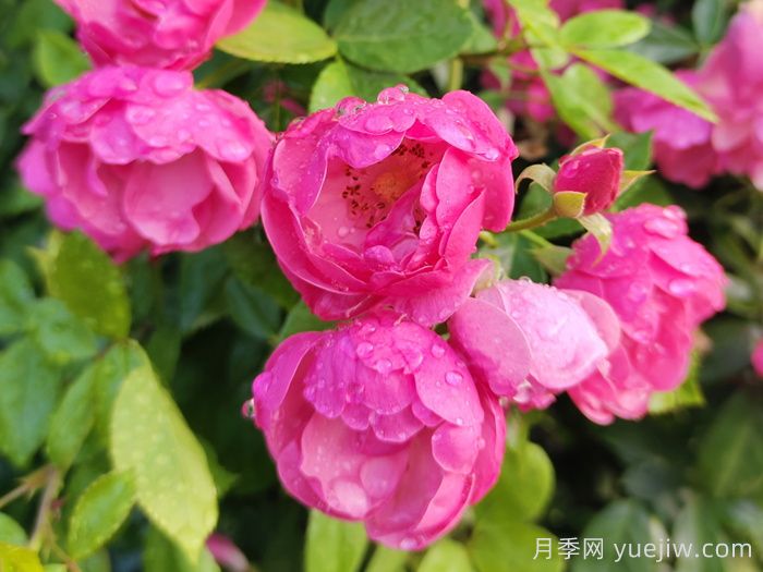 上海徐汇30多米安吉拉月季花墙，藏不住美好(图1)