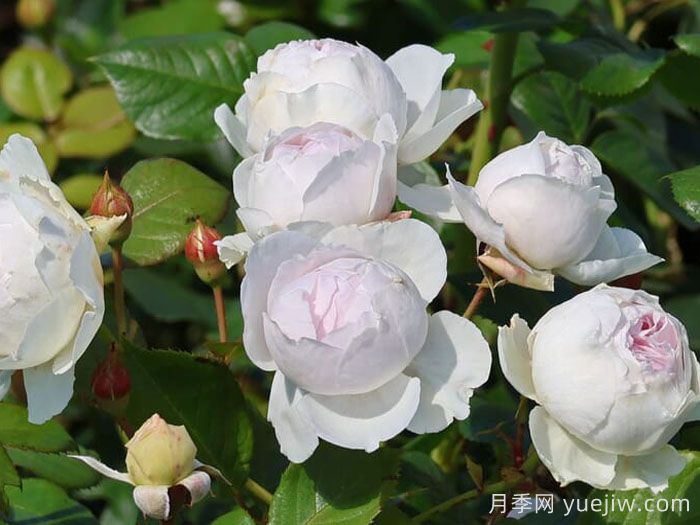 尘世天使月季，穿越时空的古典贵族(图2)