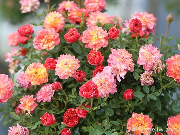 微月躲躲藏藏月季介绍和优缺点(图1)