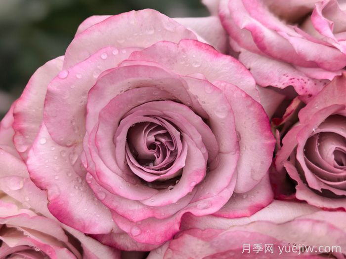 气场月季，高杯状切花的优雅典范(图1)