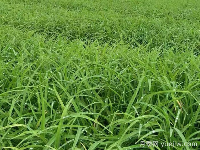 萱草的品种特性与园林应用配置价值(图1)