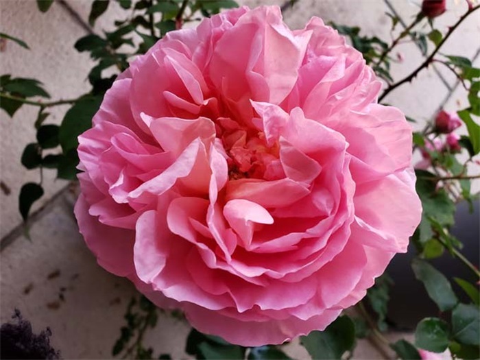 南方二广种藤本月季，有什么好的品种选择？(图2)