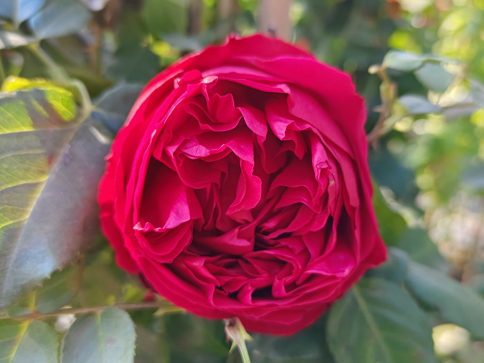 南方二广种藤本月季，有什么好的品种选择？(图3)