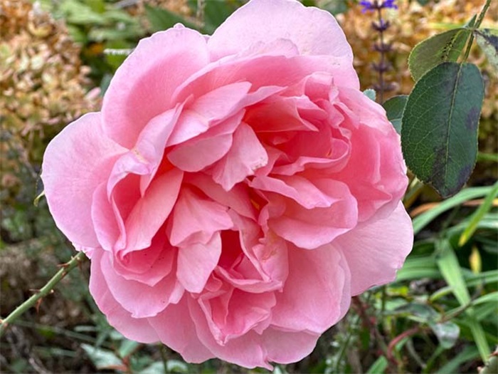 舍农索城堡的女人月季介绍和优缺点(图1)