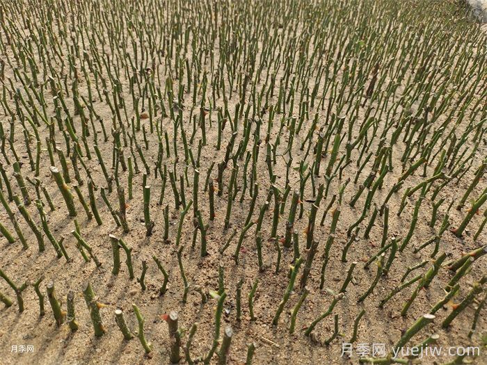 月季花扦插育苗技术要点(图1)