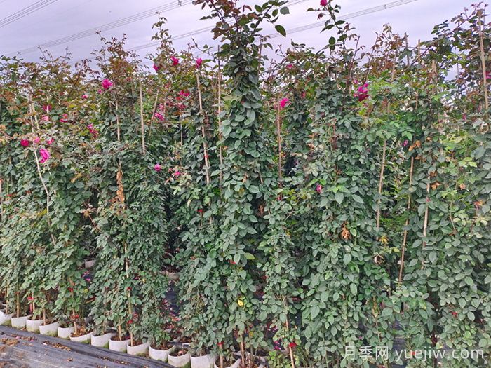 秋季月季苗木栽植五不宜，园林工程需注意(图2)