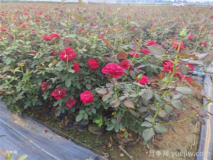 秋冬养护要趁早，秋冬季应对月季苗做哪些工作?(图1)