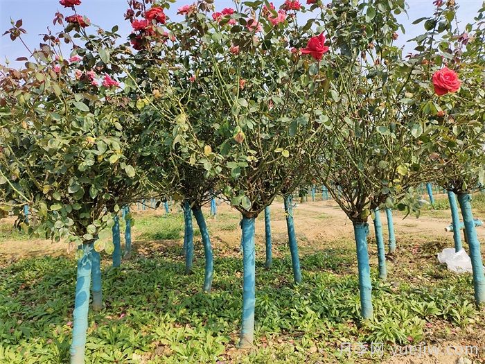 秋冬养护要趁早，秋冬季应对月季苗做哪些工作?(图2)