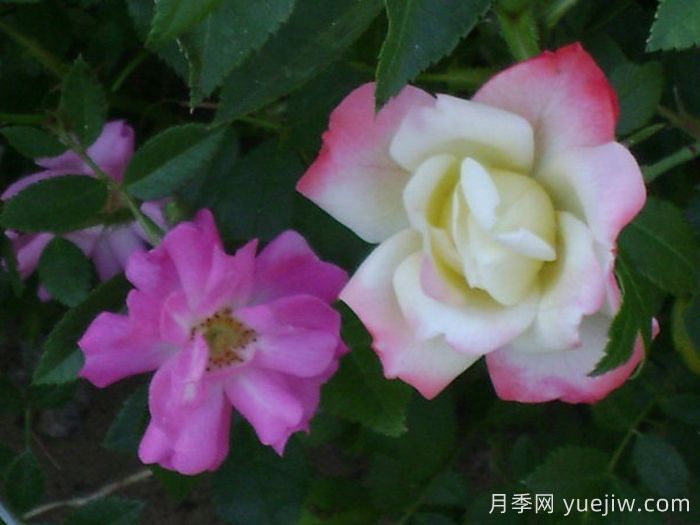 阿道夫科尔平的回忆月季(图1)